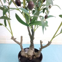 Bonsaï en plastique de haute qualité, plantes artificielles décoratives pour arbre d'olive, pièces
