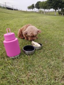 Botol Air Anjing Portabel OKKPETS Logo Kustom 32Oz 3 in 1, Tempat Makan Hewan Peliharaan, Mangkuk Perjalanan, Botol Anjing Terisolasi - Product Image 6