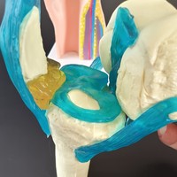 Modèle anatomique de l'articulation du genou humain avec peau et ménisque, pour l'enseignement médical, doté d'une structure détaillée