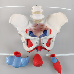 Ressources pédagogiques sur le plancher pelvien féminin SCIEDU, anatomie du <span class=keywords><strong>squelette</strong></span> <span class=keywords><strong>humain</strong></span>, ceinture lombaire en 2 sections, modèle <span class=keywords><strong>musculaire</strong></span> du plancher pelvien féminin - Product Image 4
