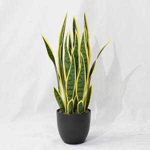 Planta Suculenta Artificial <span class=keywords><strong>de</strong></span> Aloe <span class=keywords><strong>Vera</strong></span>, Pequeña, <span class=keywords><strong>de</strong></span> Plástico, <span class=keywords><strong>de</strong></span> Alta Simulación, Precio Económico <span class=keywords><strong>de</strong></span> Fábrica China, Decoración <span class=keywords><strong>de</strong></span> Escritorio para Pascua - Product Image 5