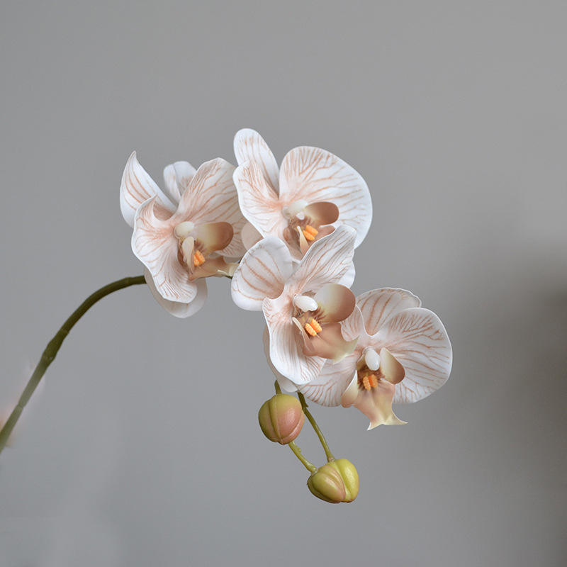 สีเบจ5หัว