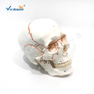 Modelo de cráneo con suturas numeradas; diagrama esquemático de la estructura del cráneo; modelo para enseñanza y formación en laboratorio. - Product Image 5