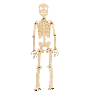 Diy Wooden Toy Skeleton Model: Fun, Easy, and Creative Craft Ideas
