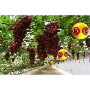 Ballons anti-oiseaux Haierc : Fabrication de boules répulsives pour oiseaux - Product Image 4