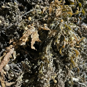 Sargasses séchées pour l'alimentation animale - Product Image 1