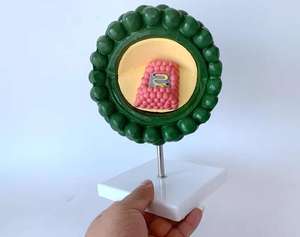 <span class=keywords><strong>HIV</strong></span> 해부학적 모델의 의학 과학 구조 모델 - Product Image 2