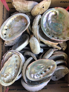 GGN-Concha de Abalón Triturada de Color Natural para Decoración del Hogar, Concha de Tritón, Corona de Reina del Océano, Abalón Crudo, Concha de Mar, - Product Image 4