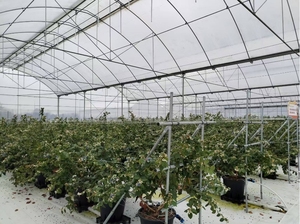 Thương mại nhiều đường hầm Berry màu xanh lá cây nhà nông nghiệp Blueberry dâu nuôi đường hầm nhà kính để bán - Product Image 4