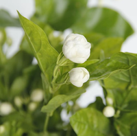 Jasmijnbloemen (Jasminum Sambac) met knoppen & groene bladeren |   Groothandel uit Yunnan, China