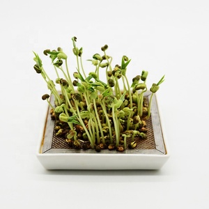 En gros : Plateau en céramique de qualité alimentaire, <span class=keywords><strong>Passoire</strong></span> en acier inoxydable 304 pour la germination des graines, Kit de germination en verre personnalisé, Pot en verre, Sucre, Lait, <span class=keywords><strong>Gelée</strong></span> - Product Image 5