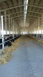 Bâtiment à structure en acier préfabriqué à faible coût poulailler à structure en acier poulaillers à structure en acier - Product Image 5