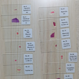 医学教育のための100個の準備された人体組織解剖顕微鏡スライドを修正 - Product Image 5