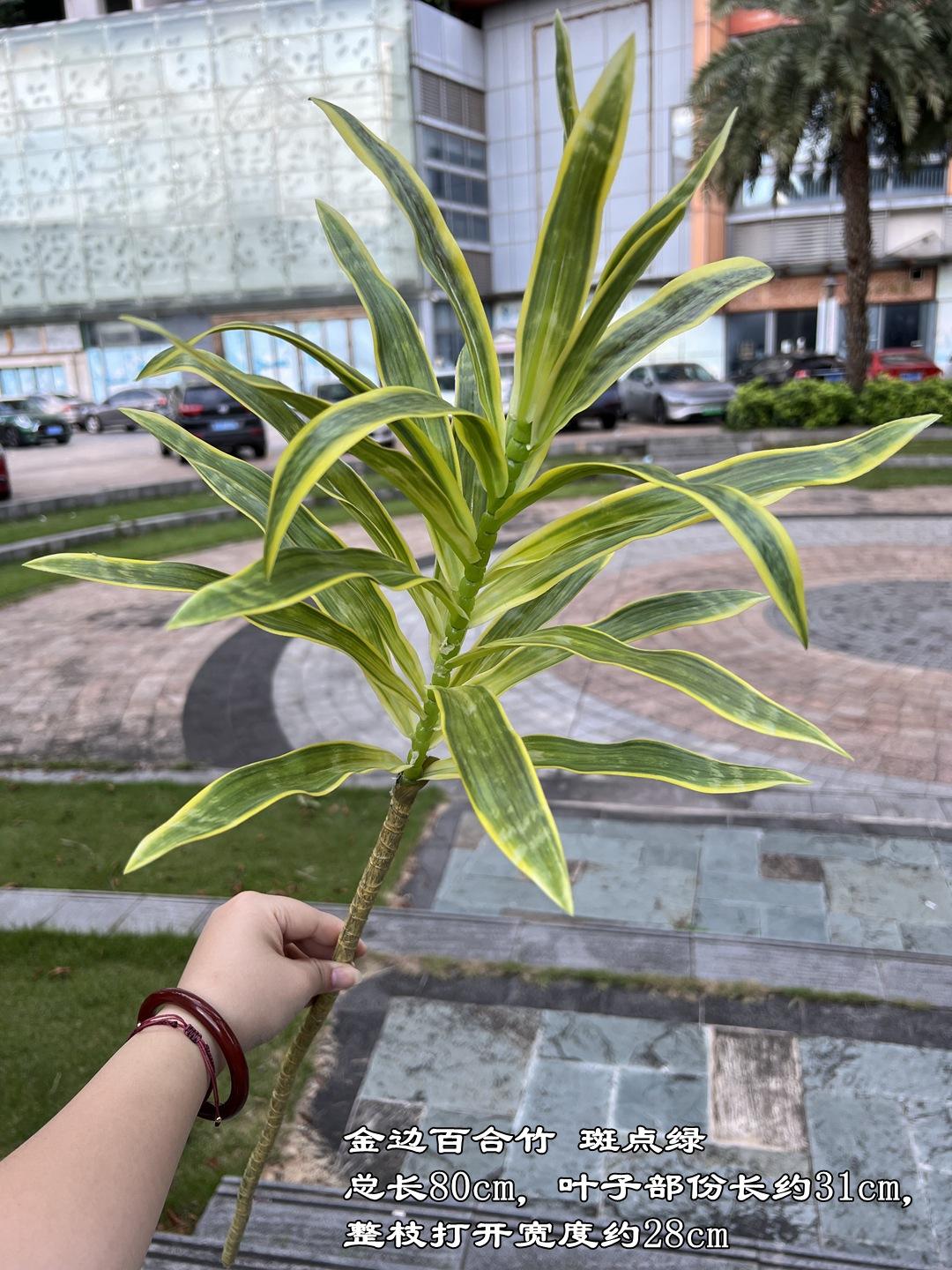 Lys de Phnom Penh bambou tacheté vert