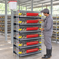 Cage à cailles galvanisée à 6 niveaux avec mangeoires rouges et système d'abreuvement automatique pour élevage de volailles