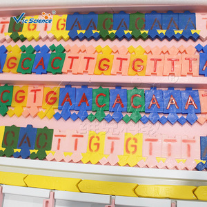 Modelo de Estructura y Replicación del ADN de Vic Science and Education: Un Material Didáctico de Demostración para Genética Biológica - Product Image 2