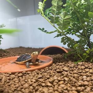 Haute qualité 1-3mm sol de Jade rouge dur <span class=keywords><strong>Akadama</strong></span> nutriments pour l'eau succulente retenant la tourbe <span class=keywords><strong>terre</strong></span> fournitures de jardin - Product Image 4