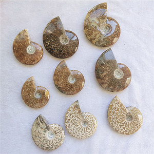 Commercio all'ingrosso Naturale Ammonite Fossil Lumaca Conch Fossil pietre e cristalli per la decorazione - Product Image 3