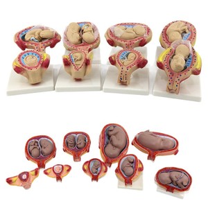 Modelo de Embarazo y Embrión de Qinghua, Modelo de Educación Prenatal, Modelo de Planificación Familiar, Modelo Anatómico del Proceso de Desarrollo Fetal - Product Image 4