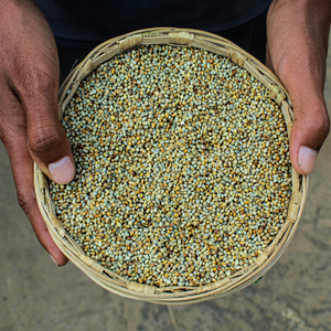 bajra pour les fabricants de produits alimentaires - Product Image 1