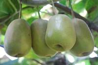 Cámara de Maduración Automática de Frutas Móvil con Sistema de Etileno, Diseño de Contenedor para Plátanos, Aguacates/Mangos, Control Motorizado