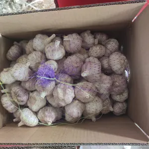 Hot Sale Price Fresh Organic Natural Garlic New Crop Fresh Red Garlic Normal White Garlic