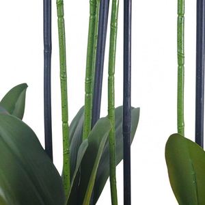 Oh Arts Fleurs Artificielles, Orchidées Artificielles, Phalaenopsis en Soie au Toucher Réel, Orchidées Près de Chez Moi, Fleur d'Orchidée - Product Image 4