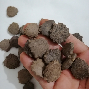 木别子干成熟的苦瓜种子，用于草药 - Product Image 3