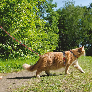 Ensemble de laisses réglables pour chiens et chats de taille moyenne avec conception anti-rupture, options multicolores - Product Image 3