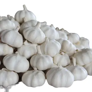 Garlic 10kg Mesh Bag Fresh Elephant Garlic For Vegetable Buyers