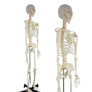 Mô hình bộ xương người lớn 170cm với dây thần kinh và mạch máu phòng thí nghiệm Mô hình giảng dạy khoa học y tế - Product Image 1