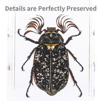 Presse-papiers en résine avec insectes et animaux préservés, pour études scientifiques, vente en gros, jouet éducatif pour enfants