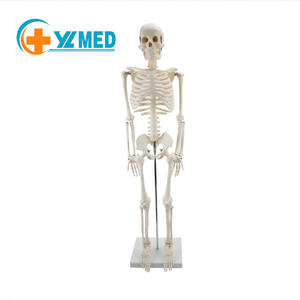 <span class=keywords><strong>Squelette</strong></span> humain modèle <span class=keywords><strong>de</strong></span> 85cm avec membres mobiles anatomiques demi-taille <span class=keywords><strong>de</strong></span> vie avec support en métal bras et jambes amovibles - Product Image 1