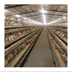 A Type Battery Layer Chicken Cage For South Africa Poultry Farm Chicken House