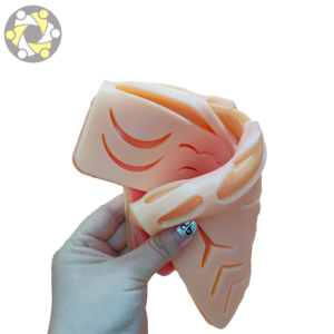 Modello Anatomico <span class=keywords><strong>di</strong></span> Pelle con Suture Chirurgiche <span class=keywords><strong>di</strong></span> Grandi Dimensioni per l'<span class=keywords><strong>Educazione</strong></span> <span class=keywords><strong>e</strong></span> la <span class=keywords><strong>Formazione</strong></span> in <span class=keywords><strong>Scienze</strong></span> Mediche - Product Image 5