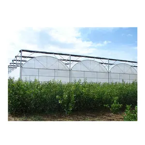 Factory Wholesale Gothic Multi Span Agricultural Greenhouse for Farm