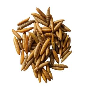 Larvas de BSF Desgrasadas y Secas, Proteína de Insectos de Alta Digestibilidad, Reemplazo de Harina de Soja para Alimentación de Cría de Tilapia, Camarones y Cangrejos en Acuicultura - Product Image 2
