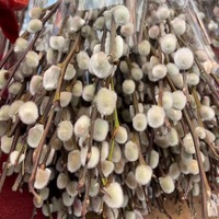 2025 Natuurlijke Salix Silver Willow Lentefestival Gedroogde Bloemenplanten Pussy Willow voor Nieuwjaarsdecoratie Thuis
