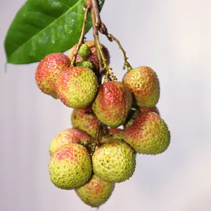 Lichi Lichi giá trái cây tươi (FI tsz siu) mua vải thiều tươi lichee Trung Quốc