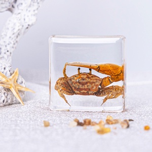 Ressource éducative de stock de spécimen de poisson en résine acrylique pour la biologie Outil d'enseignement des animaux marins réels - Product Image 4