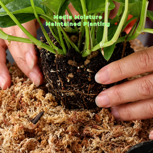 Natural <b>Dried</b> Sphagnum <b>Moss</b> 1L Organic Plant Growing Medium Sterilized Fast Water Retention for Orchids Seedlings Pots - Product Image 3