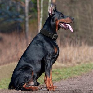 Collier tactique pour chien personnalisé en néoprène doux rembourré avec boucle en métal, nouveau design, pour l'entraînement des chiens - Product Image 6