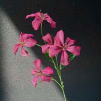 3D-Flammenorchidee, künstliche Seidenblumen, Veranstaltungsort, Blumenarrangements, Schaufensterdekoration, Heimdekoration, Fotografie