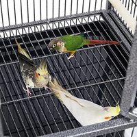Cage d'élevage d'oiseaux en métal à compartiments multiples personnalisée, cage de vol pour perroquets empilable avec base roulante