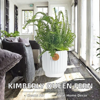 Plante vivante Costa Farms Kimberly Queen Fern en pot décoratif, purificateur d'air d'intérieur, décoration de bureau et de maison, cadeau de déménagement ou d'anniversaire
