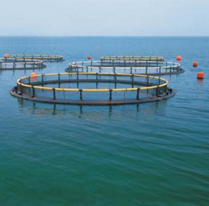 Cage piscicole circulaire HDPE anti-tempête PE piège d'aquaculture en haute mer pour truite - Product Image 1