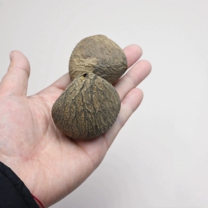 Wholesale Natural Hollow Pangi Fruit Shell For Meditation And <b>Wind</b> <b>Chime</b> - Product Image 3