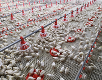 Équipement d'éleveur de poulets de chair automatique Mangeoire d'alimentation domestique Élever Poulet en croissance Volaille Système d'élevage au sol Machine