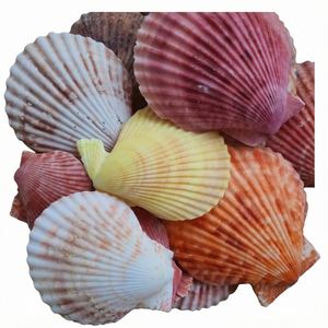 Coquillages marins faits à la main, toucher réel, pour l'artisanat, différentes tailles, coquillages mélangés pour projets DIY, poissons pour la fabrication de bougies, vases - Product Image 1