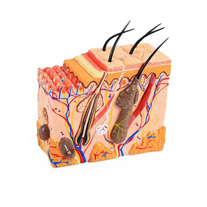 Modèle de <span class=keywords><strong>squelette</strong></span> humain pour l'enseignement de la médecine et de l'anatomie, agrandi 50 fois avec des cheveux - Product Image 2